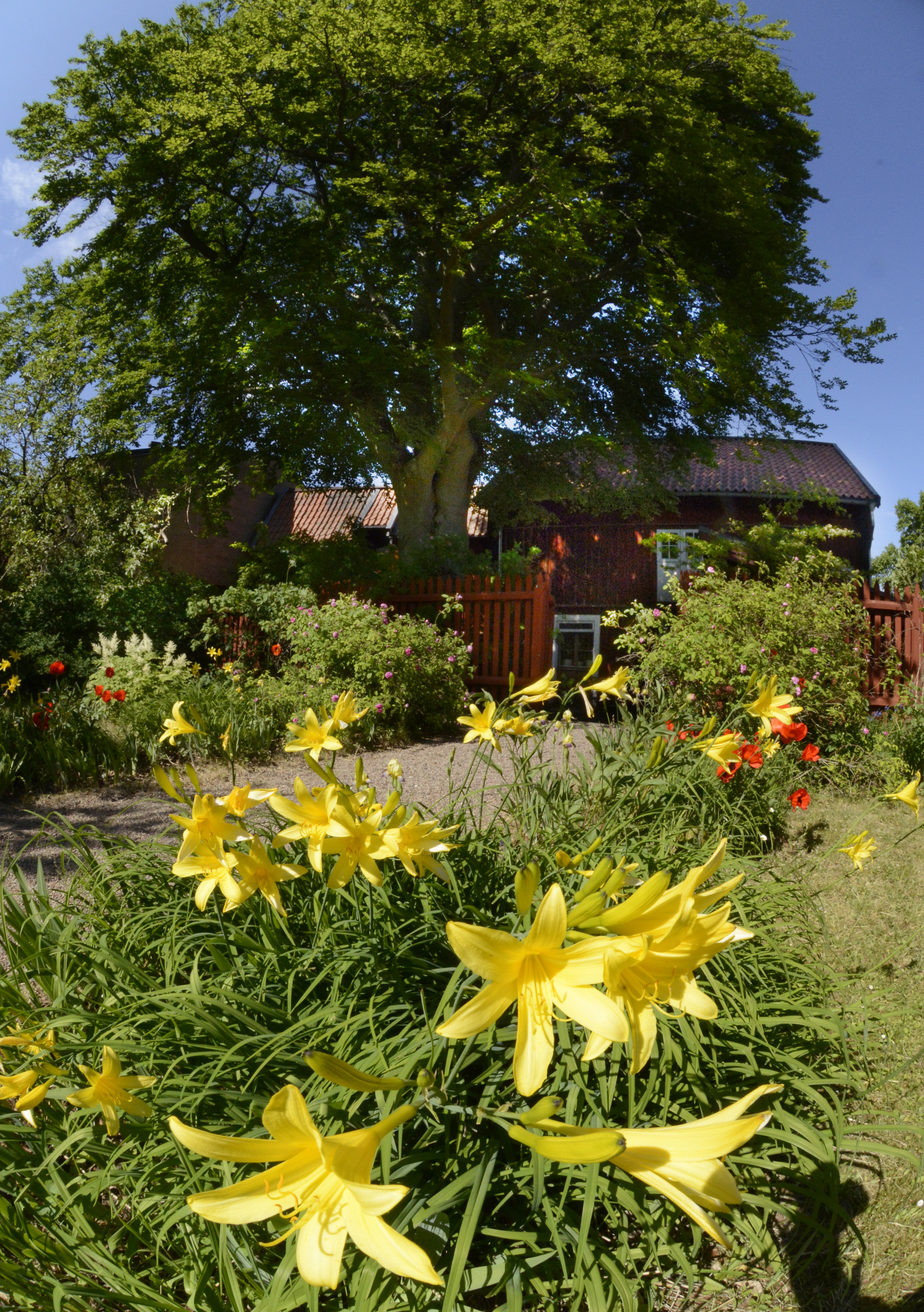 Onkel Adamsgården i Linköping, exteriör, sedd från trädgårdssidan. Rabatter med utslagna gula och röda blommor. 