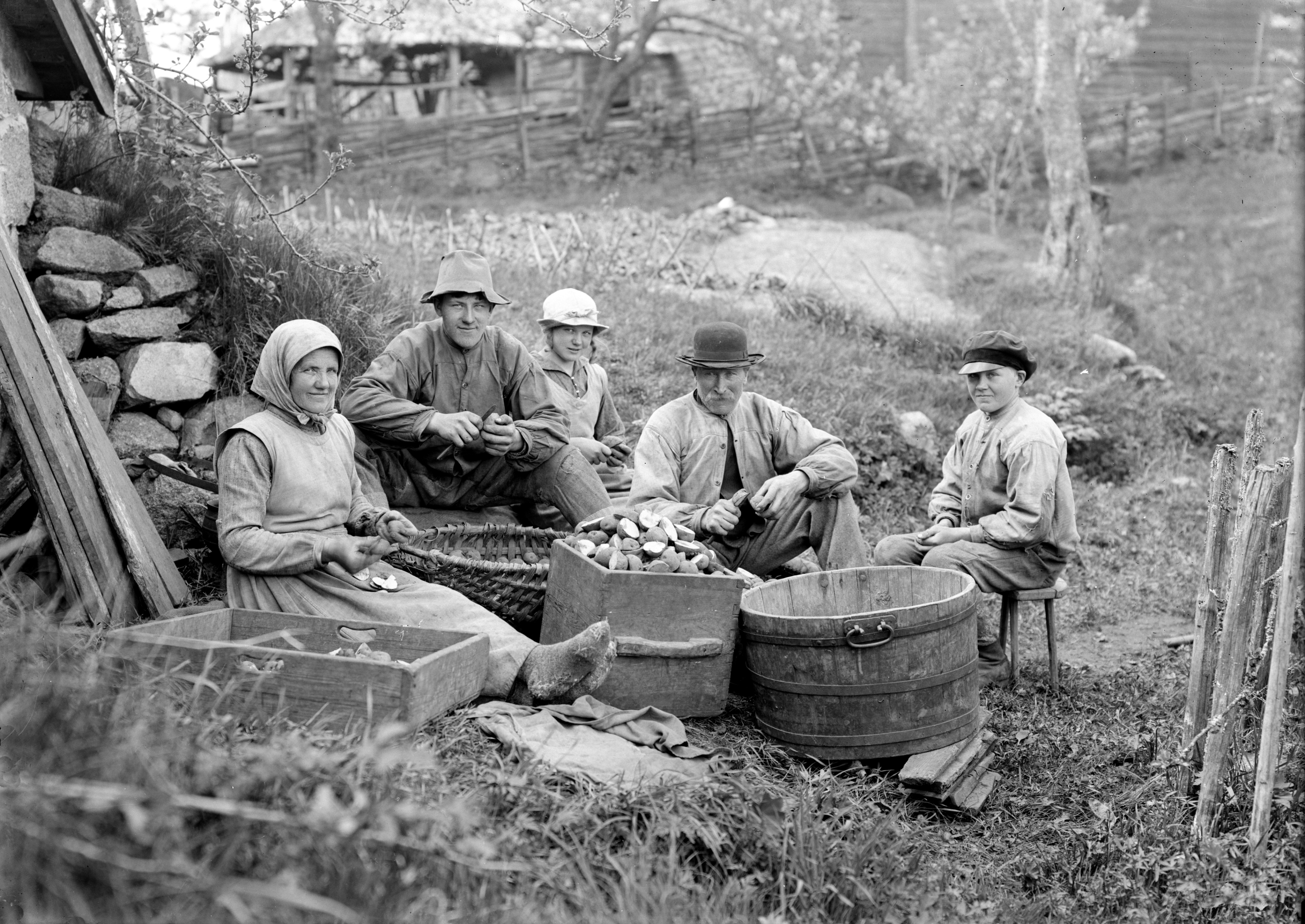 Familjen Andersson i full färd med att skära itu sättpotatis på sin gård i Hamra by, svartvit bild