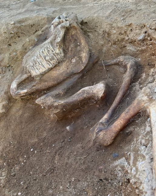 Hästskelett hittat på Bankekind härads avrättningsplats i Grebo, Åtvidabergs kommun.