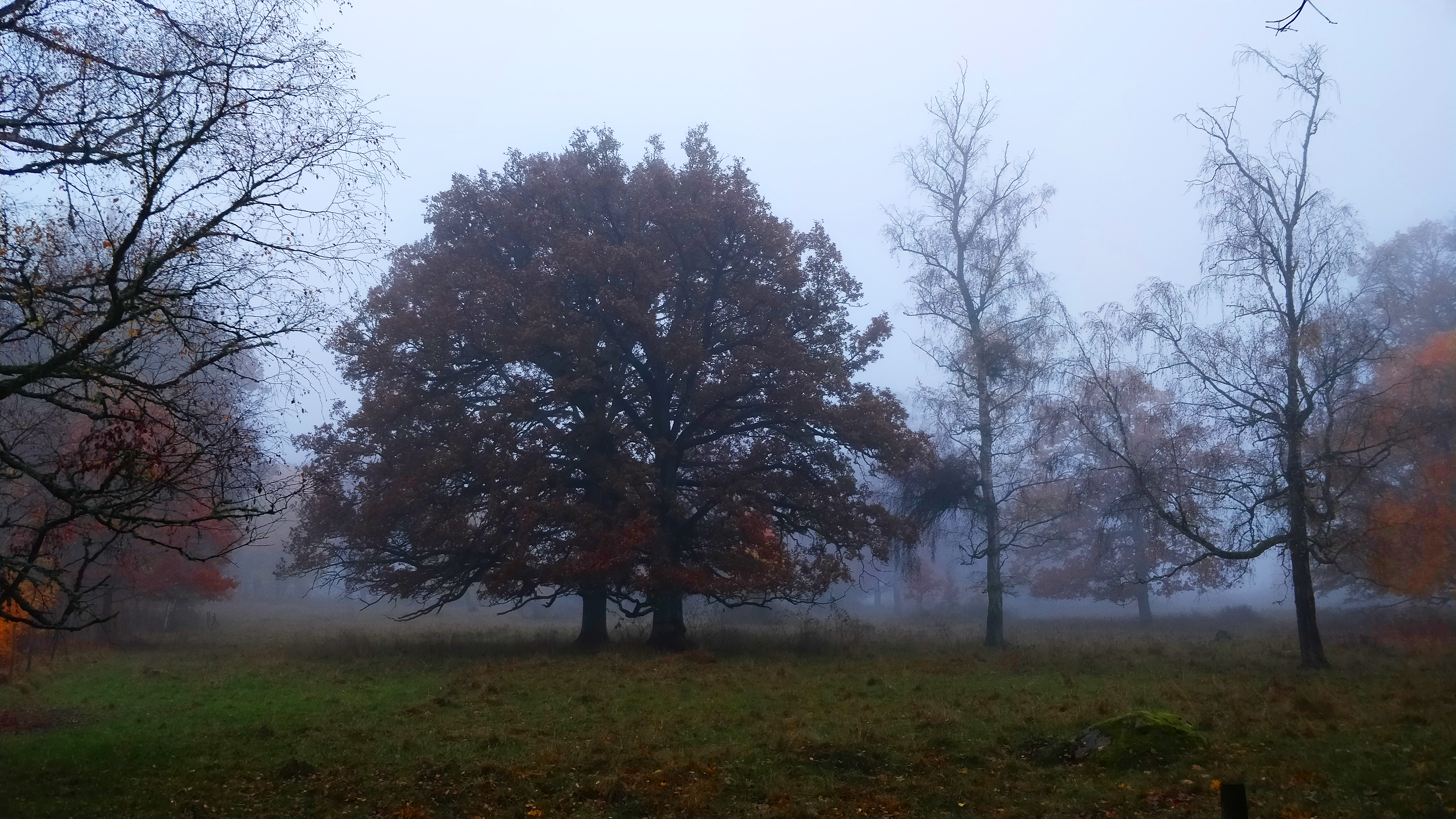 Ett träd i ett dimmigt fält