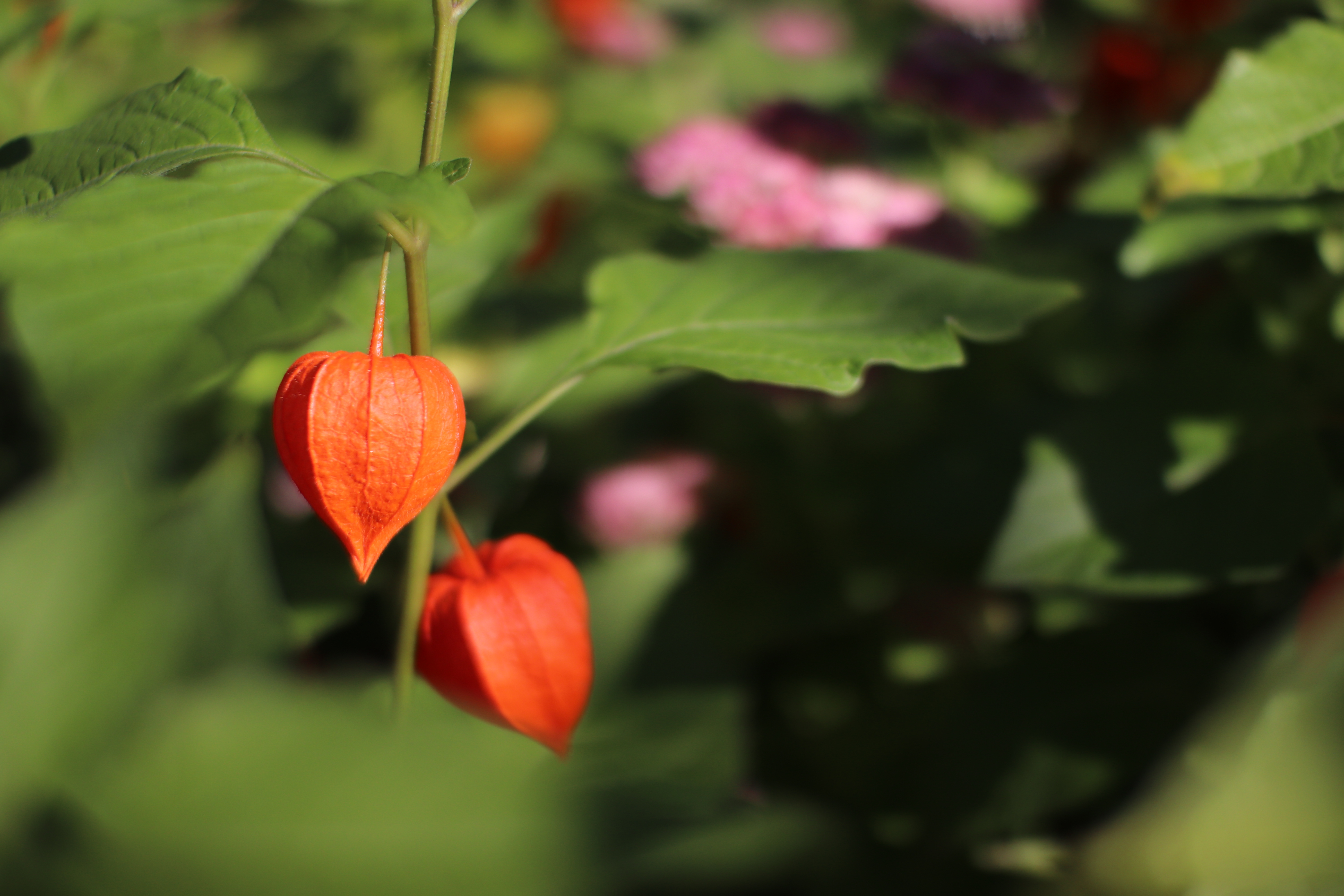 Bild av blomma