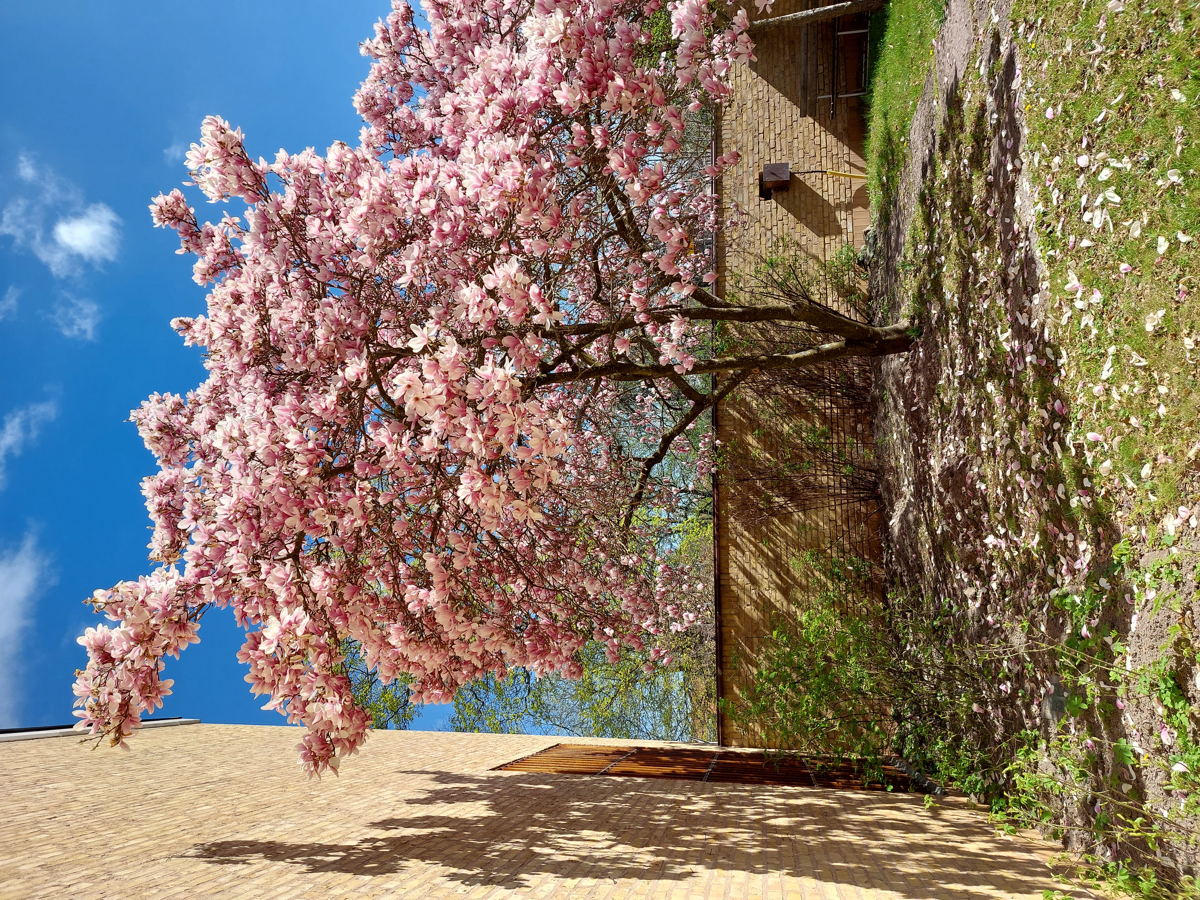 Blommande magnoliaträd i Rosenträdgården vid Östergötlands museum.