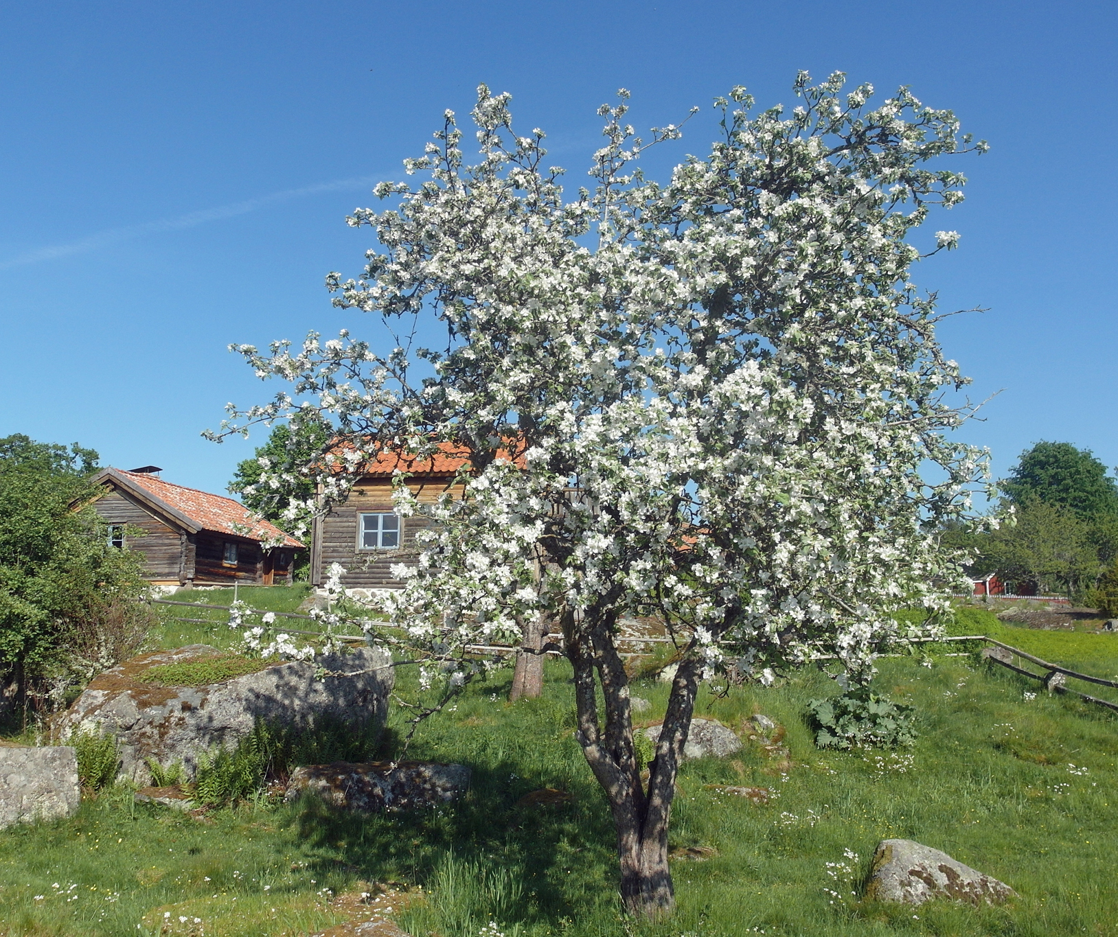 Ett blommande körsbärsträd i kulturreservatet Öna.
